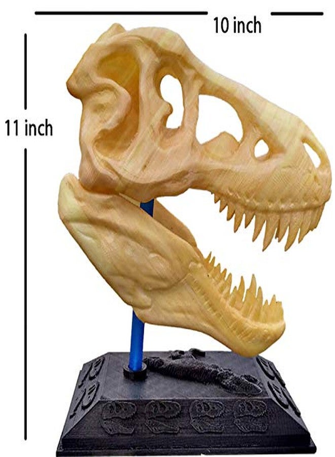 uneeke shape Dinosaur Toy for Kids, Jurassic T Rex Sculpture Theme for Birthday Decoration, Realistic Skull Showpiece Statue with Stand for Home Decor - Image 3